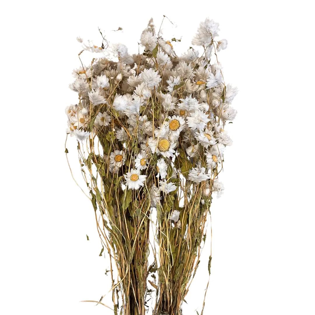16" Rhodante/Dried/Fall/Thanksgiving/Table Setting/Home Decor/Faux Decor/Decoration/Fall Season/Indoor Decor/Bleached