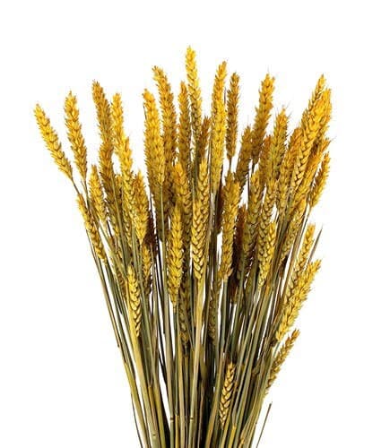 24" Yellow Wheat Triticum/Fall/Thanksgiving/Table /Home Decor/Faux Decor/Faux Decoration/Fall Season/Indoor Decor/Artificial/Decor