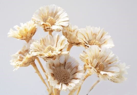 Bleached Compacta Stems/Florals/Pine Cones On Sticks/Rustic Decor Idea/Rustic Bowl Filler/Rustic Table Decor/Fall Decor/Spring Decor