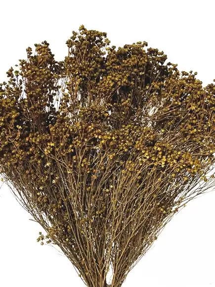 17" Green Broom Bloom/Fall/Thanksgiving/Table Setting/Home Decor/Dried Decor/Fall Season/Indoor Decor/Artificial