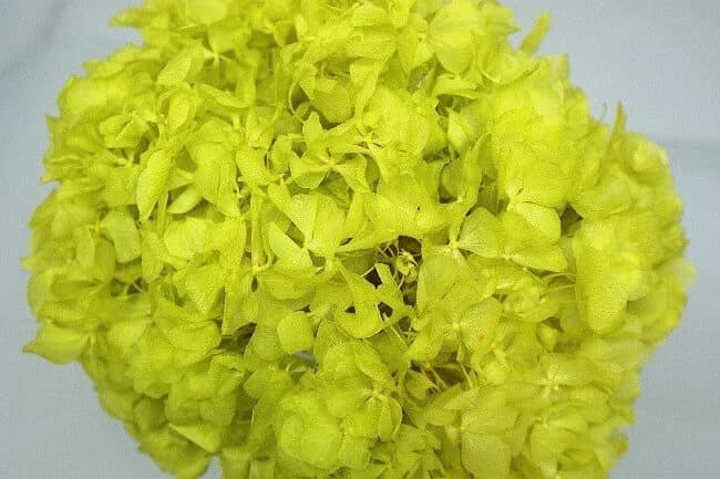 Preserved Chartreuse Hydrangea/Floral Spray/Florals/Wedding/White/Greenery Bushel/Outdoor Wedding Greenery/Centerpiece Decor/Faux Flower