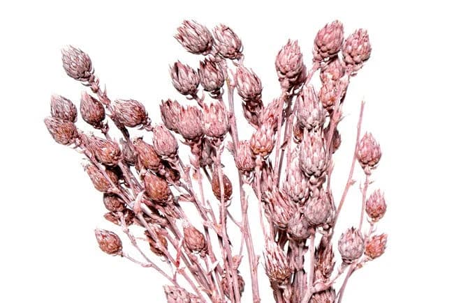 8"-14" Frosted Pink Berkheya Sticks/Cones/Pine Cones On Sticks/Rustic Decor Idea/ Filler/Decoration/Rustic Table Decor/Home Decor