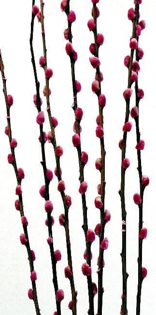 8pcs 32" Pink/Fuschia Pussy Willow/Branches/Centerpiece decor/ Winter wonderland/Decoration Branches/Gold Branches/Branches/Silver Branch