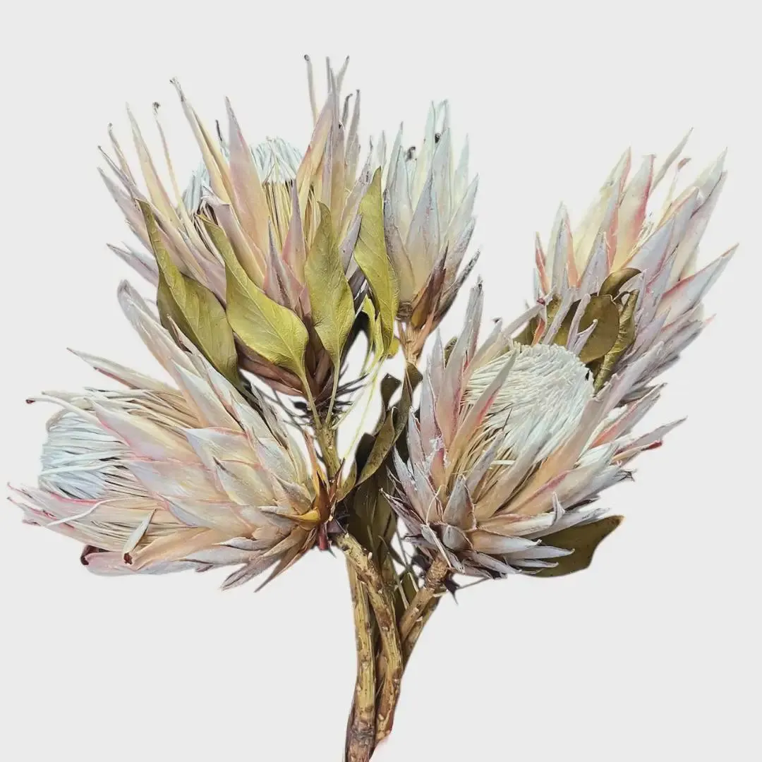 3-4" Natural King Protea Flower/Florals/Pine Cones On Sticks/Rustic Decor Idea/Rustic Bowl Filler/Rustic Table Decor/Fall Decor/Spring Decor