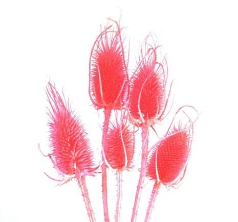 24" Pastel Rose Teasels/Branches/Centerpiece decor/ Winter wonderland/Decoration Branches/Gold Branches/Home Decor