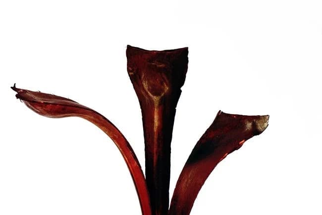 3PC Burgundy Ninja Sticks/Cones/Pine Cones On Sticks/Rustic Decor Idea/Rustic Bowl Filler/Home Decor/Rustic Table Decor/Vase Filler