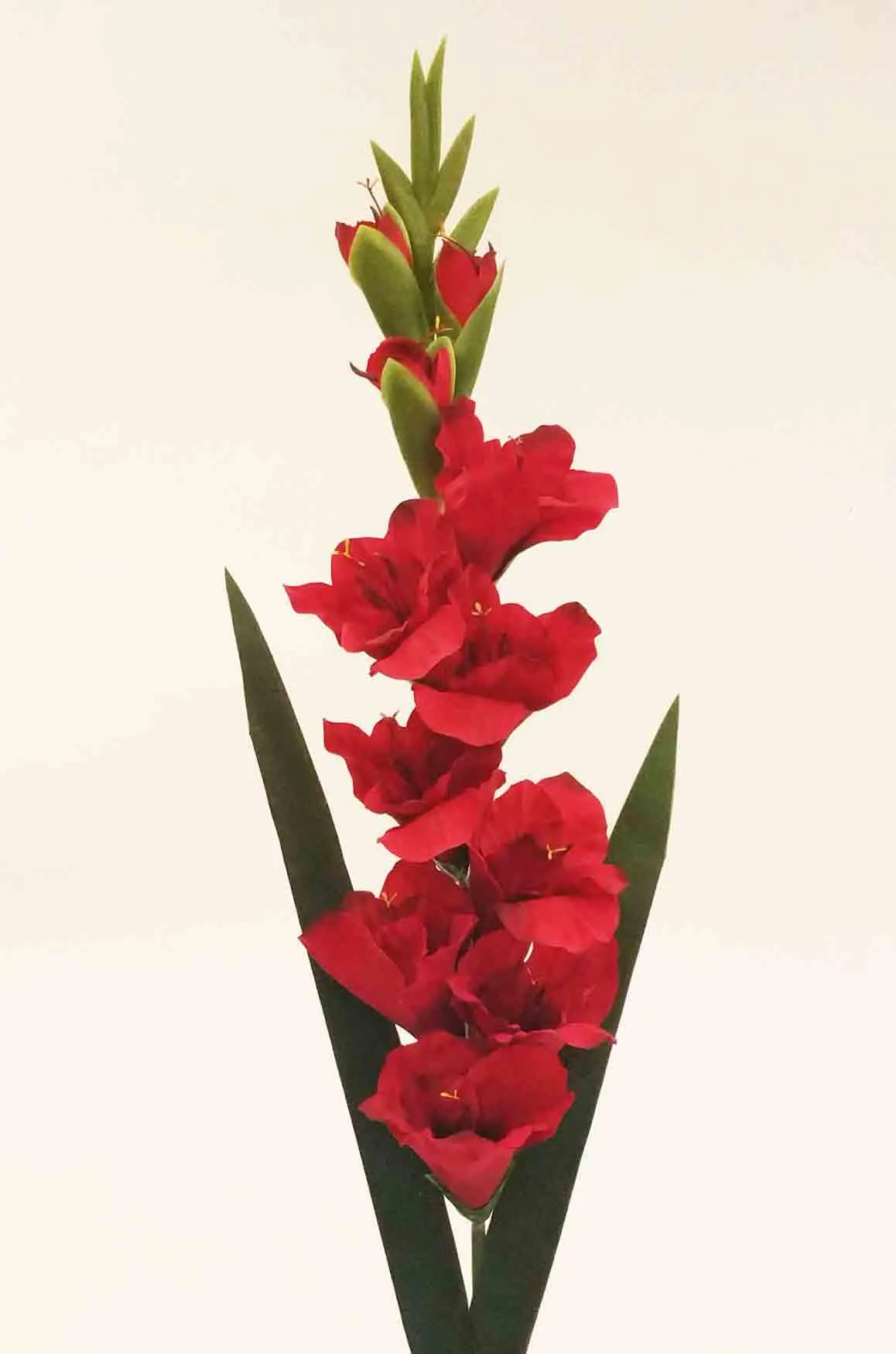 38" Gladiolus Flower Orchids/Orange/Purple/Pink/White/Wedding Centerpieces/Home Decor/Faux Flowers/Silk Flowers/Flower Bouquet