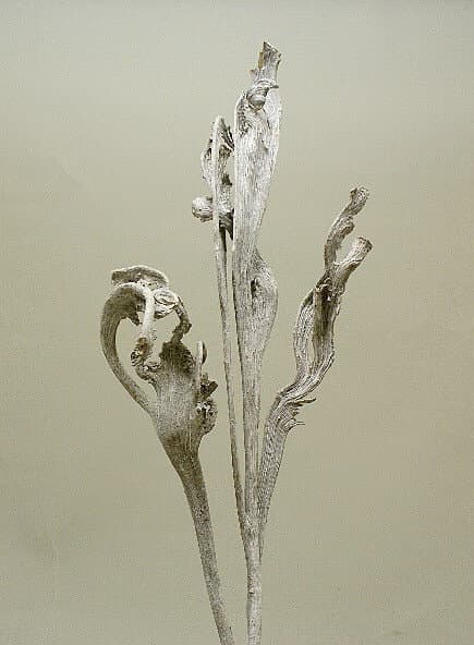 Large White Wash Natraj Stems/Cones/Pine Cones On Sticks/Rustic Decor Idea/Rustic Bowl Filler/Home Decor/Rustic Table Decor/Vase Filler