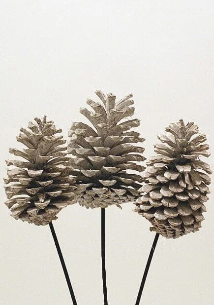 5"-7" White Wash Pine Cones On Stems/Cones/Pine Cones On Sticks/Rustic Decor Idea/Rustic Bowl Filler/Wicker Decoration/Rustic Table Decor