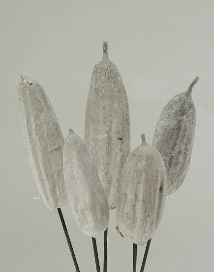 4"-6" Jhinga Pods/Cones/Pine Cones On Sticks/Rustic Decor Idea/Rustic Bowl Filler/Rustic Table Decor/Fall Decor/Spring Decor