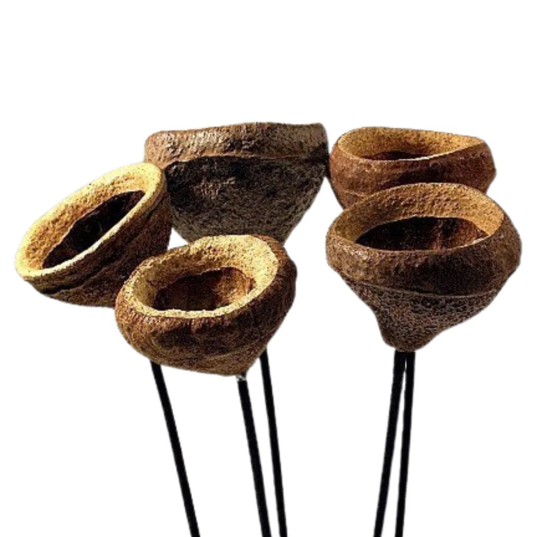 Chapeuzinho Pods Stems/Cones/Dried Items On Sticks/Rustic Decor Idea/Rustic Bowl Filler/Home Decor/Rustic Table Decor/Vase Filler