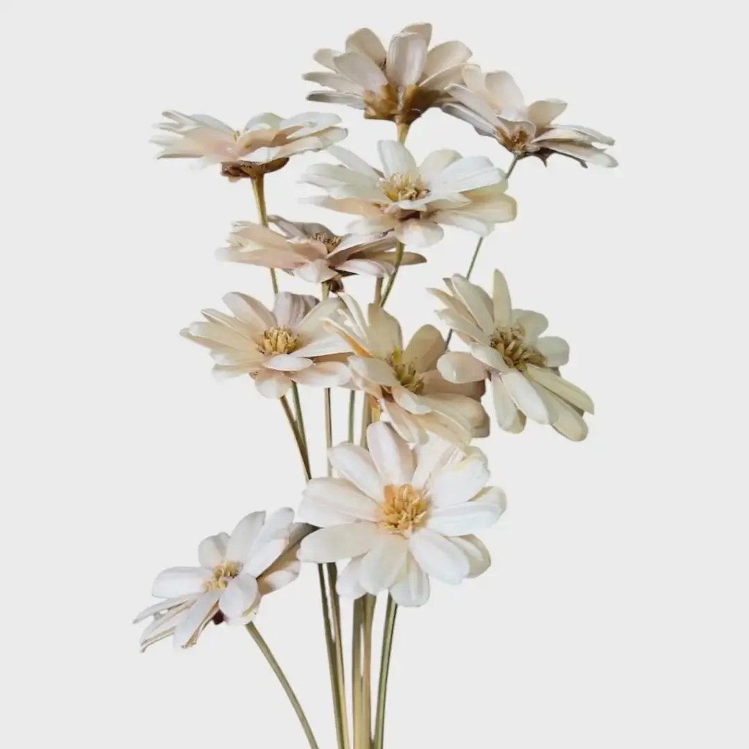 Dried White Daisy Flowers, 22" Natural Daisy Bunches, 10 Stems Per Pack, Rustic Wedding Florals, Boho Home Decor, DIY Dried Flower Bouquet