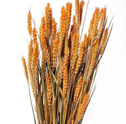 24" Orange Wheat Triticum/Fall/Thanksgiving/Table /Home Decor/Faux Decor/Faux Decoration/Fall Season/Indoor Decor/Artificial/Decor