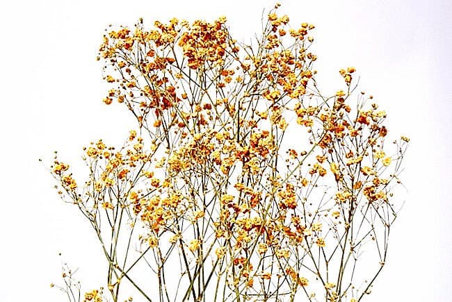 22" Peach Gypsophila Perfecta/Baby Breaths/Fall/Thanksgiving/Table Setting/Home Decor/Faux Decor/Decoration/Fall Season/Indoor Decor