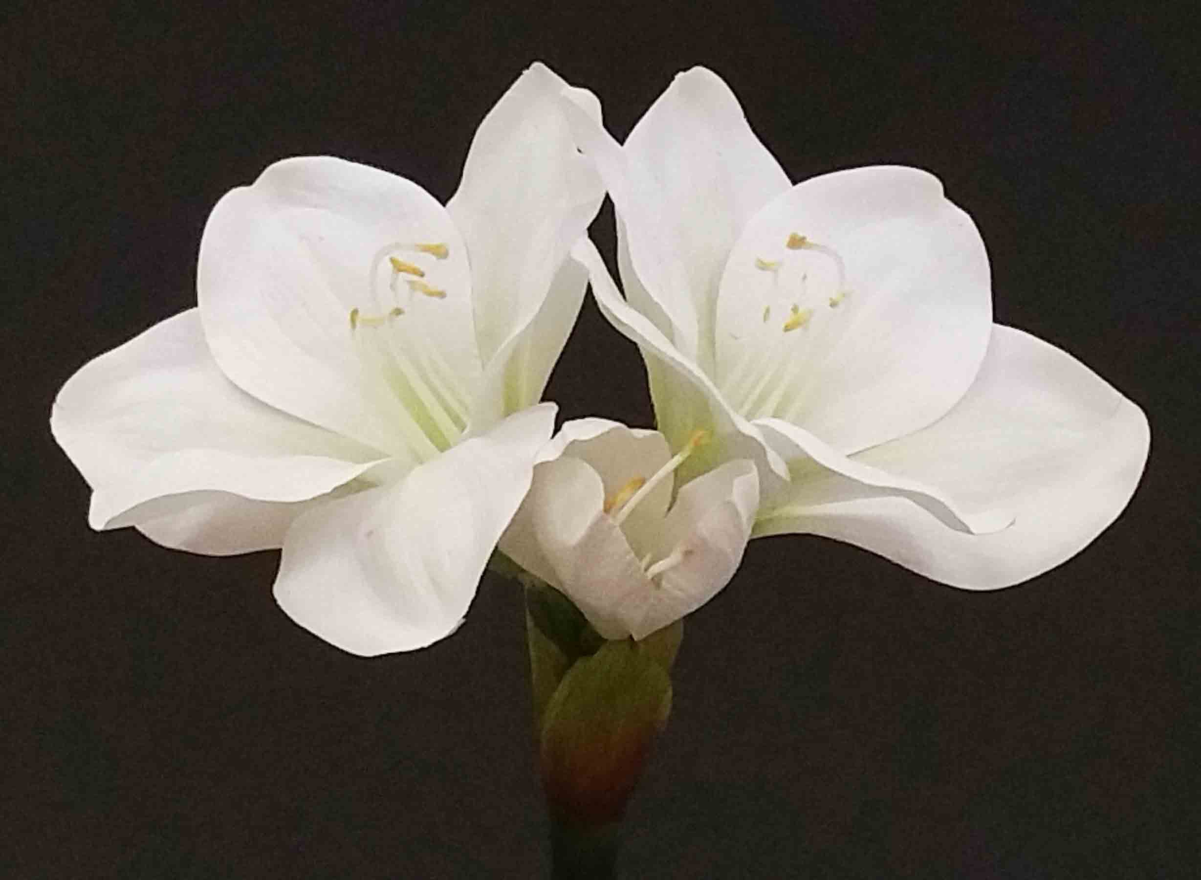25" White Real Touch Amaryllis/Floral Spray/Florals/ Wedding/ White/ Outdoor Wedding Greenery/Centerpiece Decor/Faux Flowers/Roses