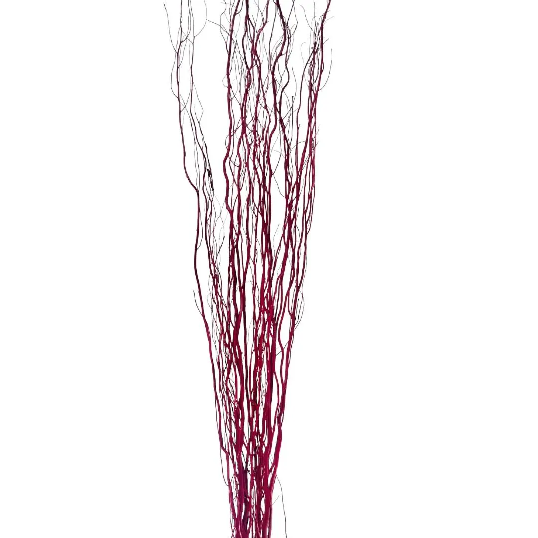 Burgundy Curly Willow Branches