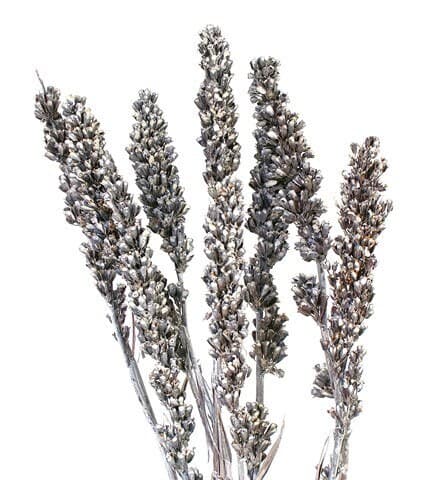 10PC 36" White Wash Aristea Stems/Floral Spray/Florals/Wedding/White/Greenery Bushel/Outdoor Wedding Greenery/Centerpiece Decor/Faux Flower