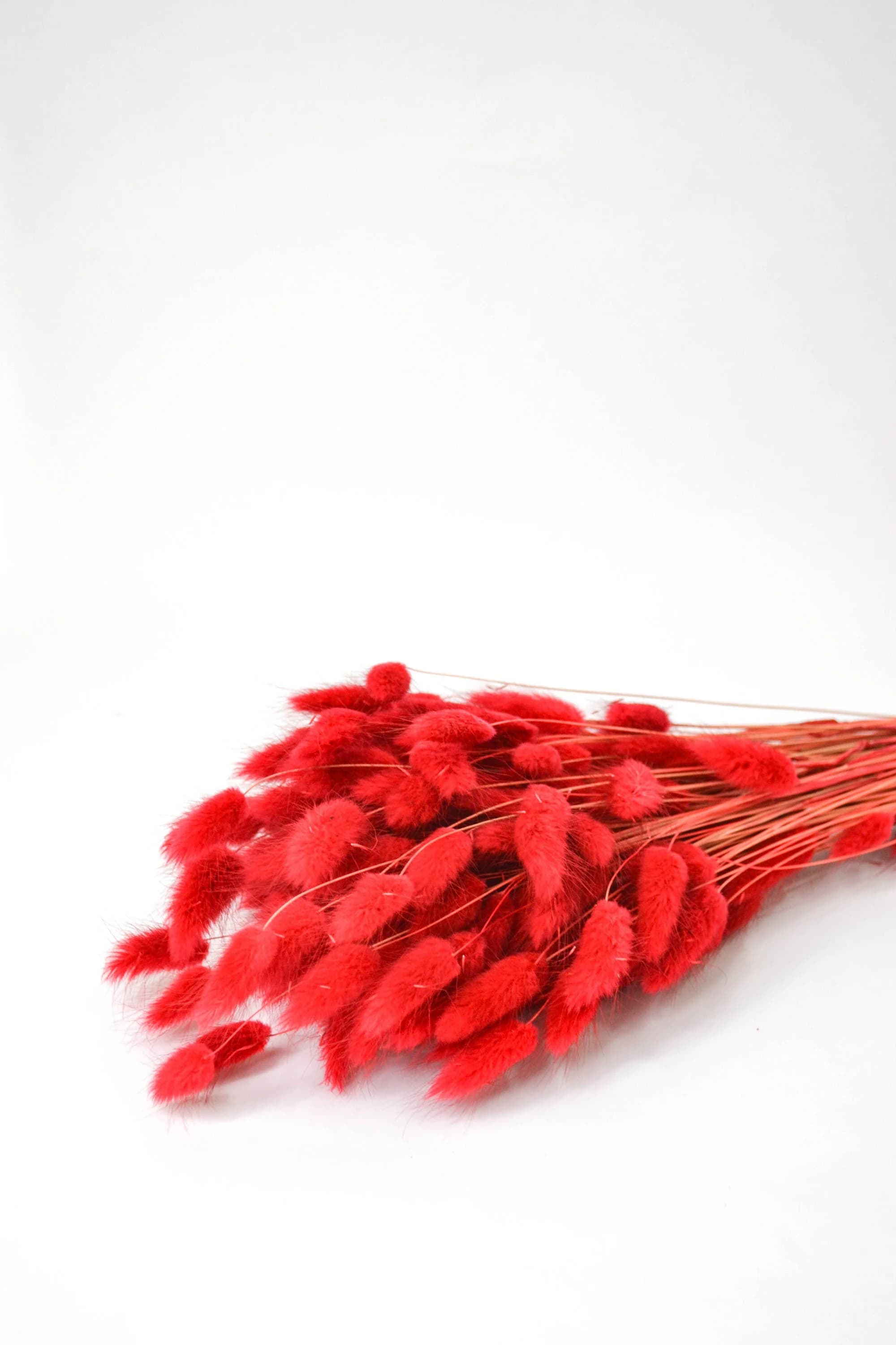 50 Piece RED BUNNY TAILS/Pampas Bundle/Home Decor/ Rustic Wedding Decor/Dried Bunny Tail/ Ivory Pampas/ Natural Pampas/ 2.5ft Long Pampas