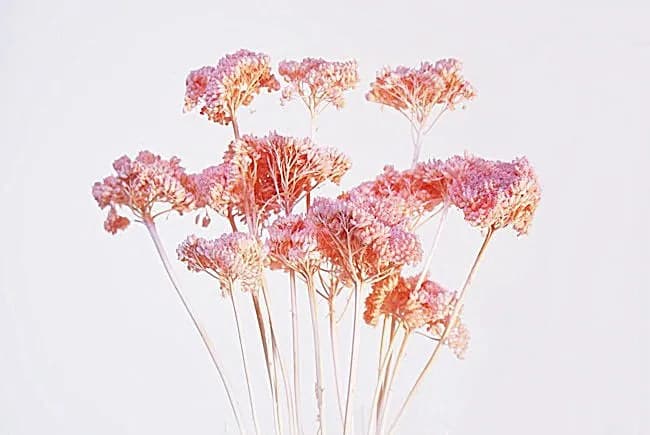 Light Pink Yarrow Stems/Wedding Centerpieces/Home Decor/Event Decor/Faux Flowers/Silk Flowers/Flower Bouquet/Spring Wedding/Summer Wedding