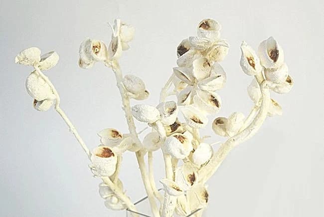 5pc Bleached Hakea Stems/Curly Twigs/Branches/Centerpiece decor/Decoration Branches/Gold Branches/Glitter Branches/Silver Branches