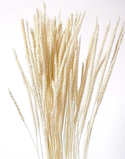 28" White Timothy Grass/Blue pampas Grass/Assorted Sizes/Home Decor/Wedding Decor/Dusty Blue Wedding/Mini Pampas/Wedding Decor