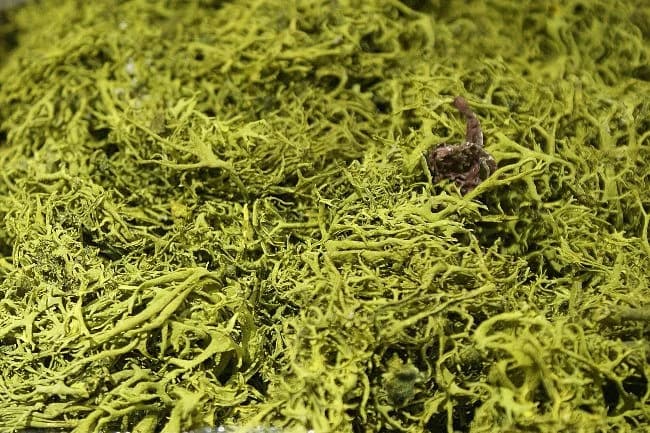 Lime Green Oak Moss/Decorative Moss/Greenery/Decor Ideas/Green Bawl Filler/Moss Decoration/Green Table Decor/Home Decor