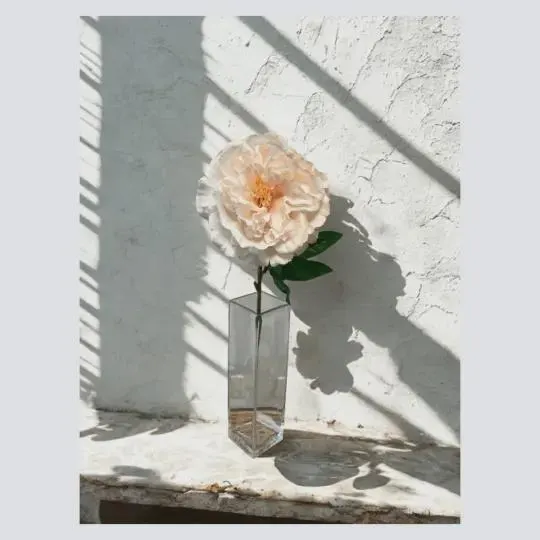 24" Real Touch Blush Peony Stem/Fall/Natural rouch/Peonies/Spring/Summer/Thanksgiving/wedding decor/centerpieces/holiday/natural tone