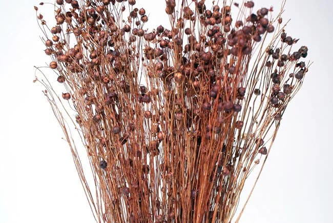 16" Dark Rose Linum/Dried Canary Grass/Dried Flax/Home Decor/Dried Decor/Vase Filler/Dried Flax Bunch/Pampas Decor/Floral Vase