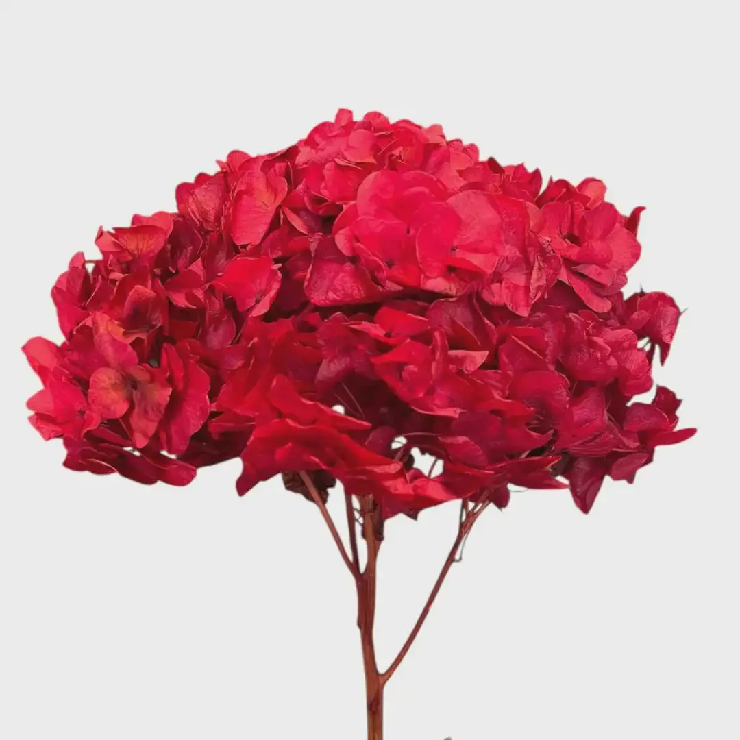 Perserved Large Petal Hydrangea/Floral Sprays/Wedding Roses/ White/Greenery Bushel/ Outdoor Wedding Greenery/Centerpiece Decor/Faux Flowers/