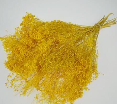 17" Dried Terracotta Yellow Broom Bloom/Fall/Thanksgiving/Table Setting/Home Decor/Dried Decor/Fall Season/Indoor Decor/Artificial