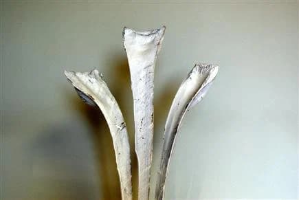 3PC White Wash Ninja Sticks/Cones/Pine Cones On Sticks/Rustic Decor Idea/Rustic Bowl Filler/Home Decor/Rustic Table Decor/Vase Filler
